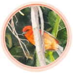 Badge_MalRouge